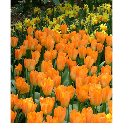 Tulipán Orange Brilliant - Tulipa - predaj cibuľovín - 3 ks