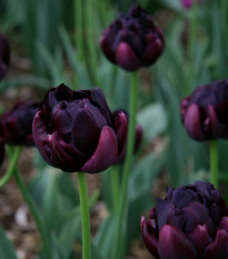 Tulipán Black Hero - Tulipa - predaj cibuľovín - 3 ks