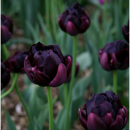 Tulipán Black Hero - Tulipa - predaj cibuľovín - 3 ks