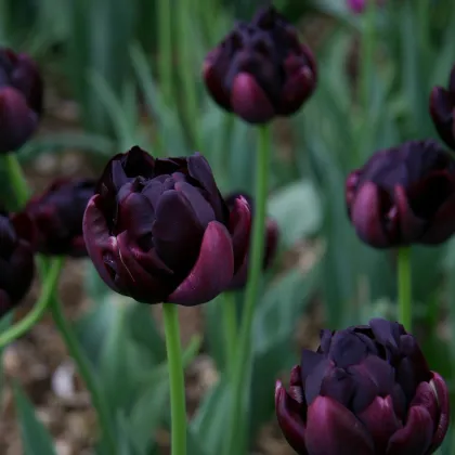 Tulipán Black Hero - Tulipa - predaj cibuľovín - 3 ks