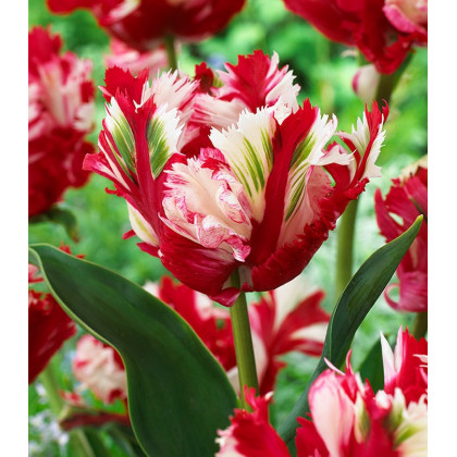 Tulipán Estella Rijnveld - Tulipa - predaj cibuľovín - 3 ks