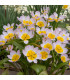 Tulipán Saxatilis - Bakerii Lilac Wonder - Tulipa saxatilis - predaj cibuľovín - 3 ks