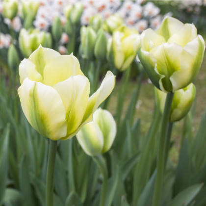 Tulipán Exotic emperor - Tulipa - predaj cibuľovín - 3 ks