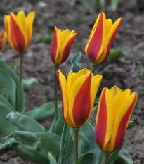 Tulipán Stresa - Tulipa - predaj cibuľovín - 3 ks