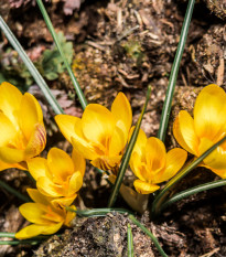 Krókus Golden Yellow - Crocus vernus - predaj cibuľovín - 3 ks