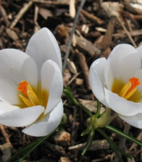 Krókus Miss Vain - Crocus biflorus - predaj cibuľovín - 3 ks