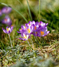 Krókus Tomasiniho Lilac Beauty - Crocus Tommasinianus - predaj cibuľovín - 3 ks