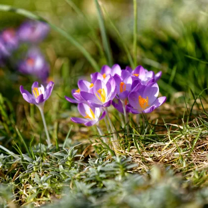 Krókus Tomasiniho Lilac Beauty - Crocus Tommasinianus - predaj cibuľovín - 3 ks