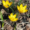 Krókus Romance žltý - Crocus chrysanthus - predaj cibuľovín - 3 ks