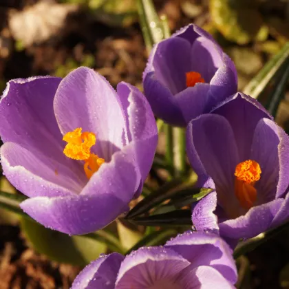 Krókus Grand Maitre - Crocus grand maitre - predaj cibuľovín - 3 ks