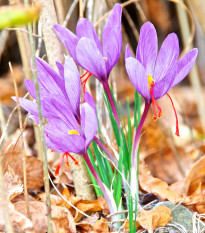 Krókus siaty - Crocus sativus - predaj cibuľovín - 3 ks