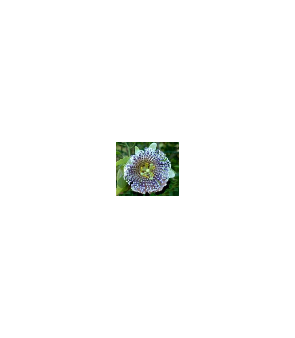 Mučenka krídlatá - Passiflora actinia - semiačka - 4 ks
