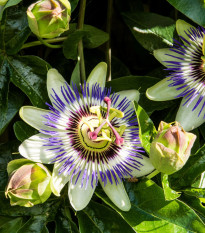 Mučenka modrá - Passiflora caerulea - semiačka - 5 ks