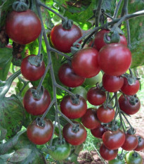 Paradajka Rosella - Cherry paradajky - Solanum lycopersicum - predaj semien rajčiaka - 6 Ks