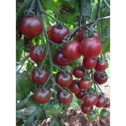 Paradajka Rosella - Cherry paradajky - Solanum lycopersicum - predaj semien rajčiaka - 6 Ks