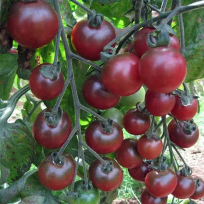 Paradajka Rosella - Cherry paradajky - Solanum lycopersicum - predaj semien rajčiaka - 6 Ks