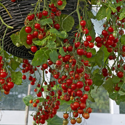 Previsnuté kríčkové Cherry paradajky Tumbler - Lycopersicon esculentum - predaj semien rajčiaka - 6 ks