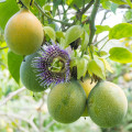 Mučenka pruhovaná sladká - Passiflora ligularis - semiačka - 4 ks