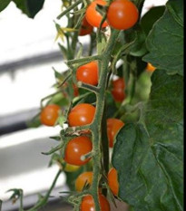 Paradajka Sungold F1- Solanum lycopersicum - predaj semien rajčiaka - 6 ks