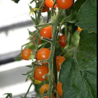 Paradajka Sungold F1- Solanum lycopersicum - predaj semien rajčiaka - 6 ks