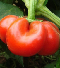 Paprika rajčiaková Szuszanna - Capsicum annuum - predaj semien - 7 ks