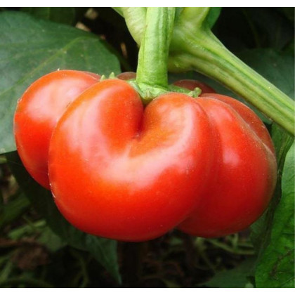 Paprika rajčiaková Szuszanna - Capsicum annuum - predaj semien - 7 ks