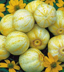 Bio uhorka Lemon -  Cucumis sativus - predaj bio semien - 8 ks