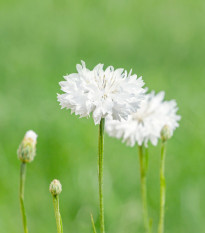 Nevädza lúčna biela - Centaurea cyanus - predaj semien - 45 ks