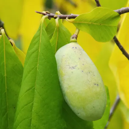 Paw Paw - indiánsky banán - Asimina triloba - semiačka - 4 ks