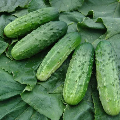 Uhorka F1 Altaj - nakladačka - Cucumis sativus - 15 ks