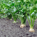 Bio Zeler Monarch - Apium Graveolens L - predaj bio semien - 20 ks