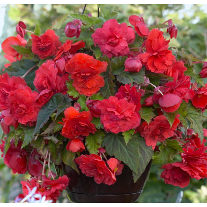 Begónia previsnutá Red Glory - Begonia odorata - predaj cibuľovín - 2 ks