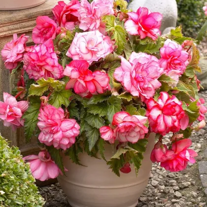 Begónia Pink Balcony - Begonia tuberhybrida - predaj cibuľovín - 2 ks