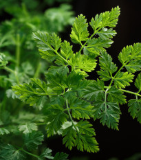 BIO Trebuľka siata Fijne Krul - Anthriscus cerefolium crispum - predaj bio semien - 400 ks