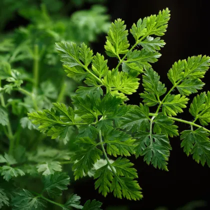 BIO Trebuľka siata Fijne Krul - Anthriscus cerefolium crispum - predaj bio semien - 400 ks