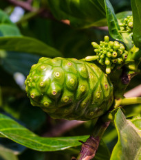 Noni - Morinda citrifolia - semiačka - 5 ks