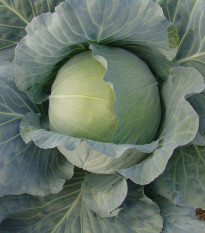 Kapusta Polar - Brassica oleracea - predaj semien - 200 ks