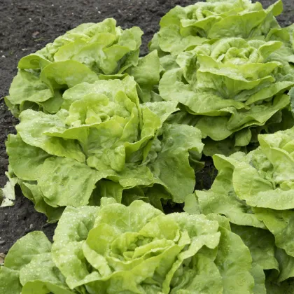 Šalát hlávkový Attractie - Lactuca sativa - semiačka šalátu - 100 ks