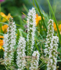 Šuškarda biela Alba - Liatris spicata - cibuľoviny - 5 ks