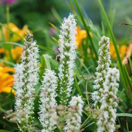 Šuškarda biela Alba - Liatris spicata - cibuľoviny - 5 ks