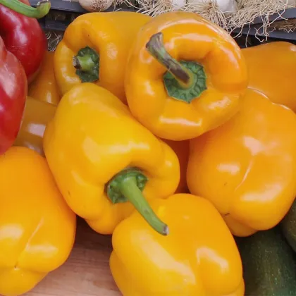 Bio Paprika Quadrato Asti Giallo - Capsicum annuum - predaj bio semien - 8 ks