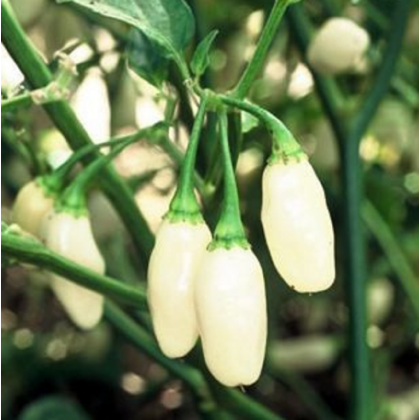 Chilli Habanero biele - Capsicum annuum - predaj semien - 6 ks