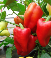 Paprika Andrea - Capsicum annuum - semiačka - 20 ks