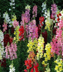 Papuľka väčšia - Antirrhinum majus - predaj semien - 400 ks