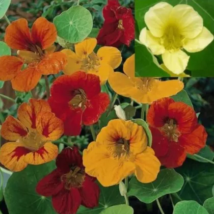 Kapucínka väčšia Lobbianum zmes farieb - Tropaeolum majus - predaj semien - 10 ks