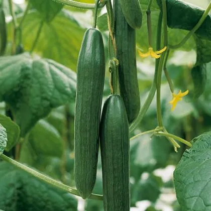 Bio Uhorka šalátová Kalunga F1 - Cucumis sativus - predaj bio semien - 4 ks