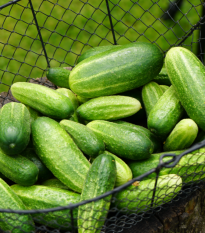 Bio Uhorka nakladačka Vorgebirgstrauben - Cucumis sativus - predaj bio semien - 10 ks