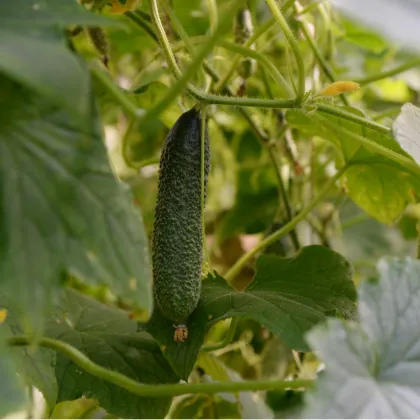 Uhorka nakladačka Diamant F1 - Cucumis sativus - predaj semien - 8 ks