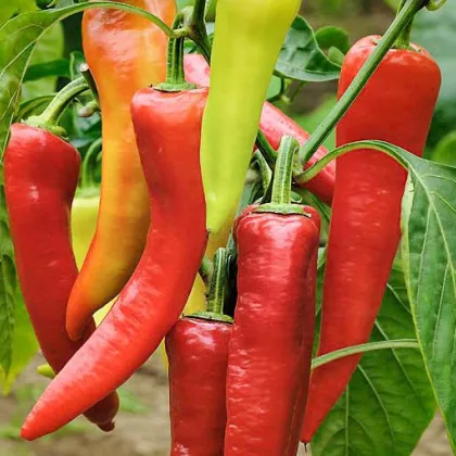 Bio Paprika Sweet Dreams - Capsicum annuum - predaj bio semien - 10 ks