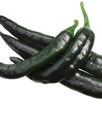 Chilli Pasilla Bajio - Capsicum annuum - predaj semien - 7 ks